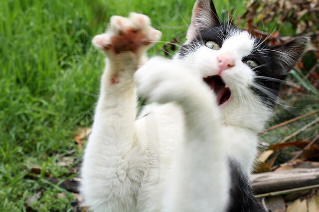 意大利足球青训开启新篇章,意大利 青训