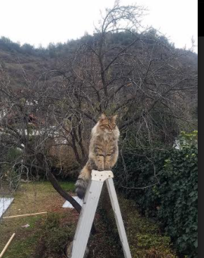 巴朗加国王球员健康状况良好,巴郎去马尔斯了吗