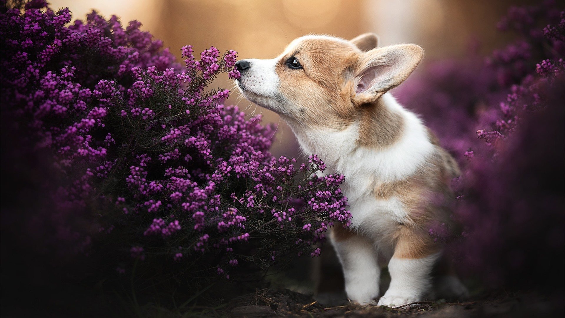 河床新援首次进球,河床竞技俱乐部是哪个国家的球队