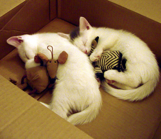 火箭替补贡献亮眼赢得关键胜利,火箭替补控卫