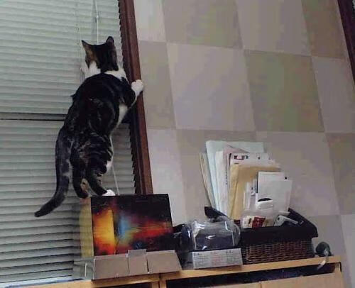 Kaiyun APP-瑞士球迷雪中喝热红酒助威，成全场最靓风景线，瑞士球迷狂欢