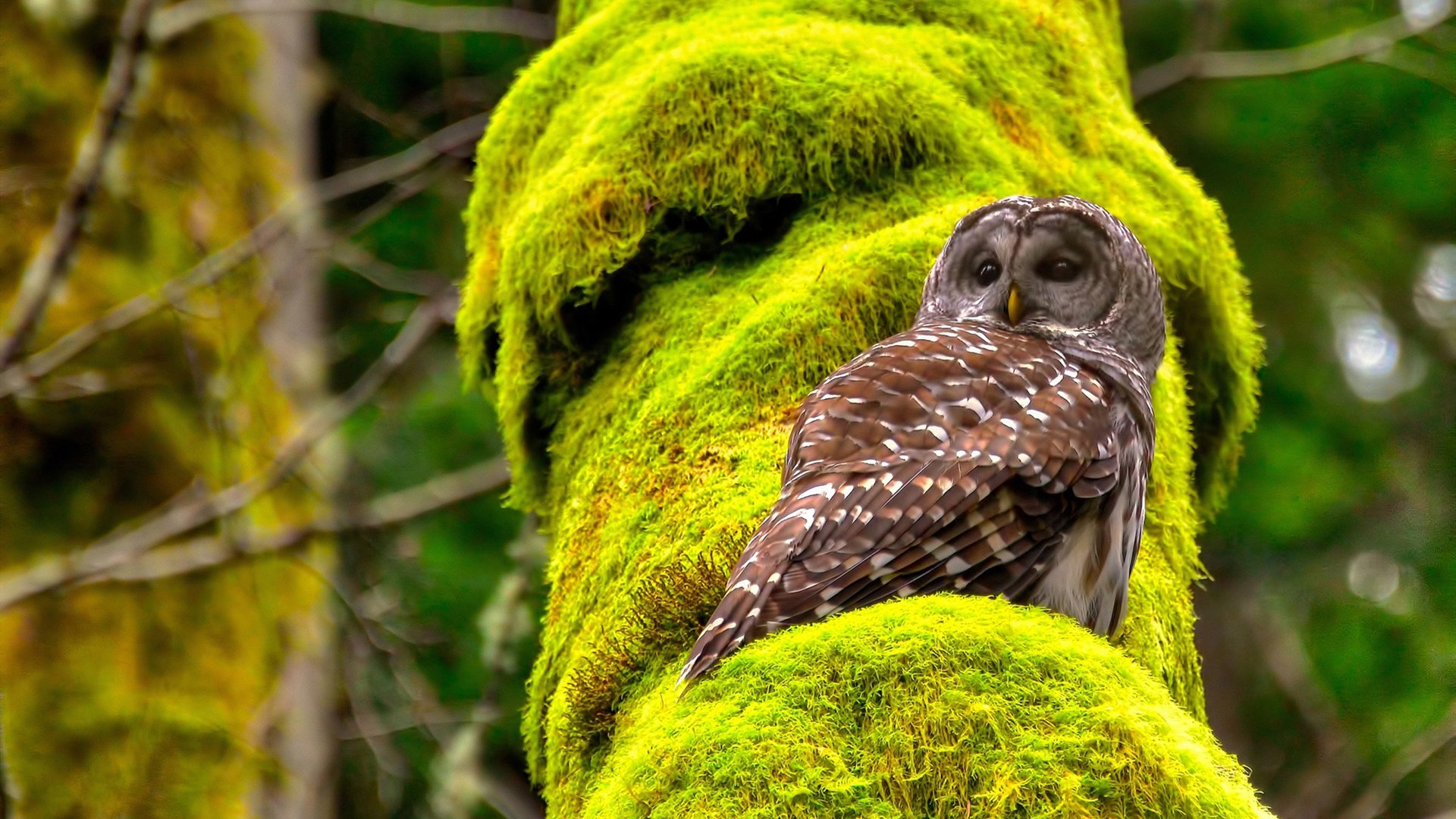 Kaiyun官方登录入口-法甲密集赛程下球员疲劳管理与恢复技术的创新