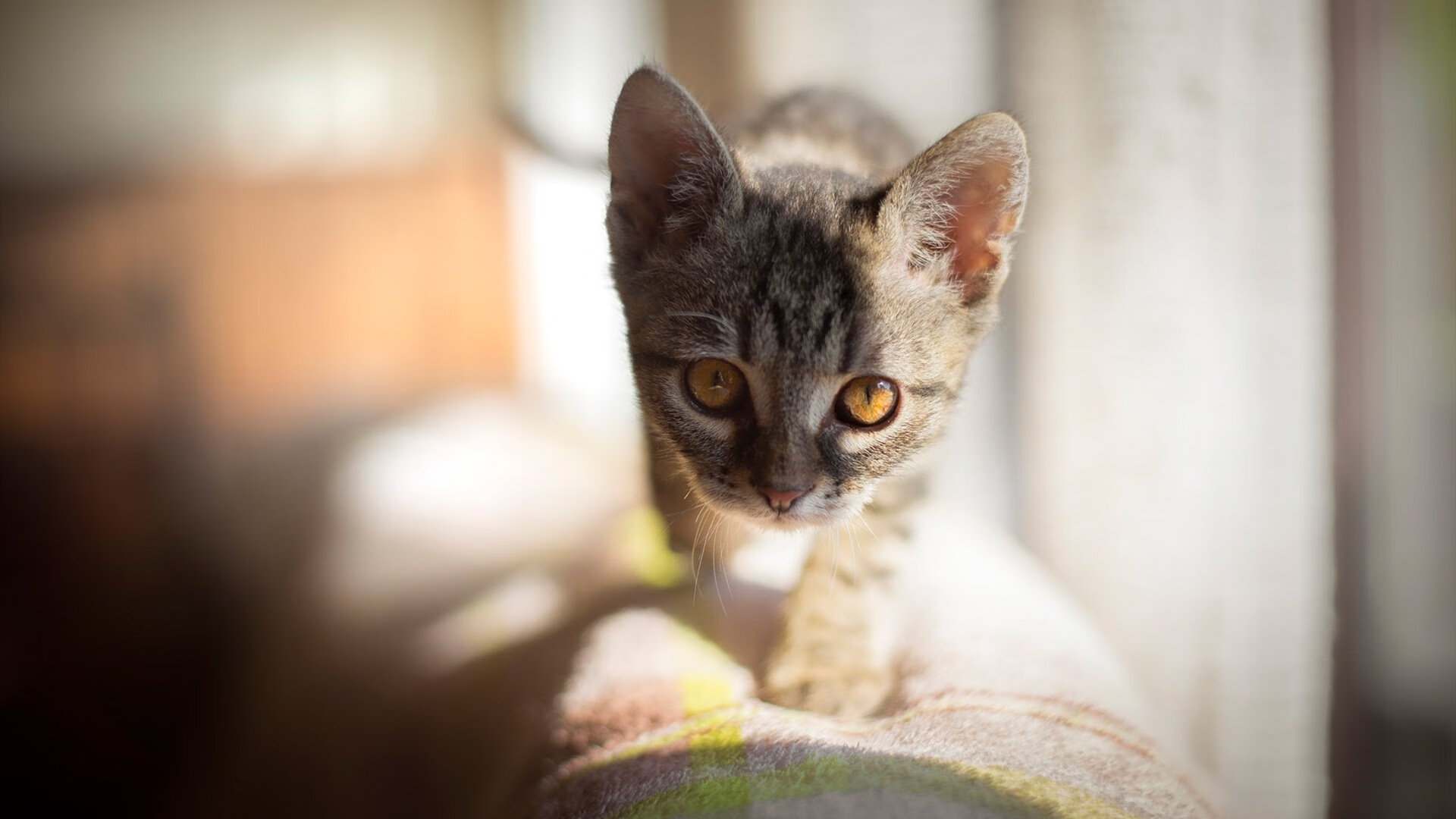 2024年混合团体世界杯:瑞典队力压群雄的精彩表现,2021年世界杯瑞典