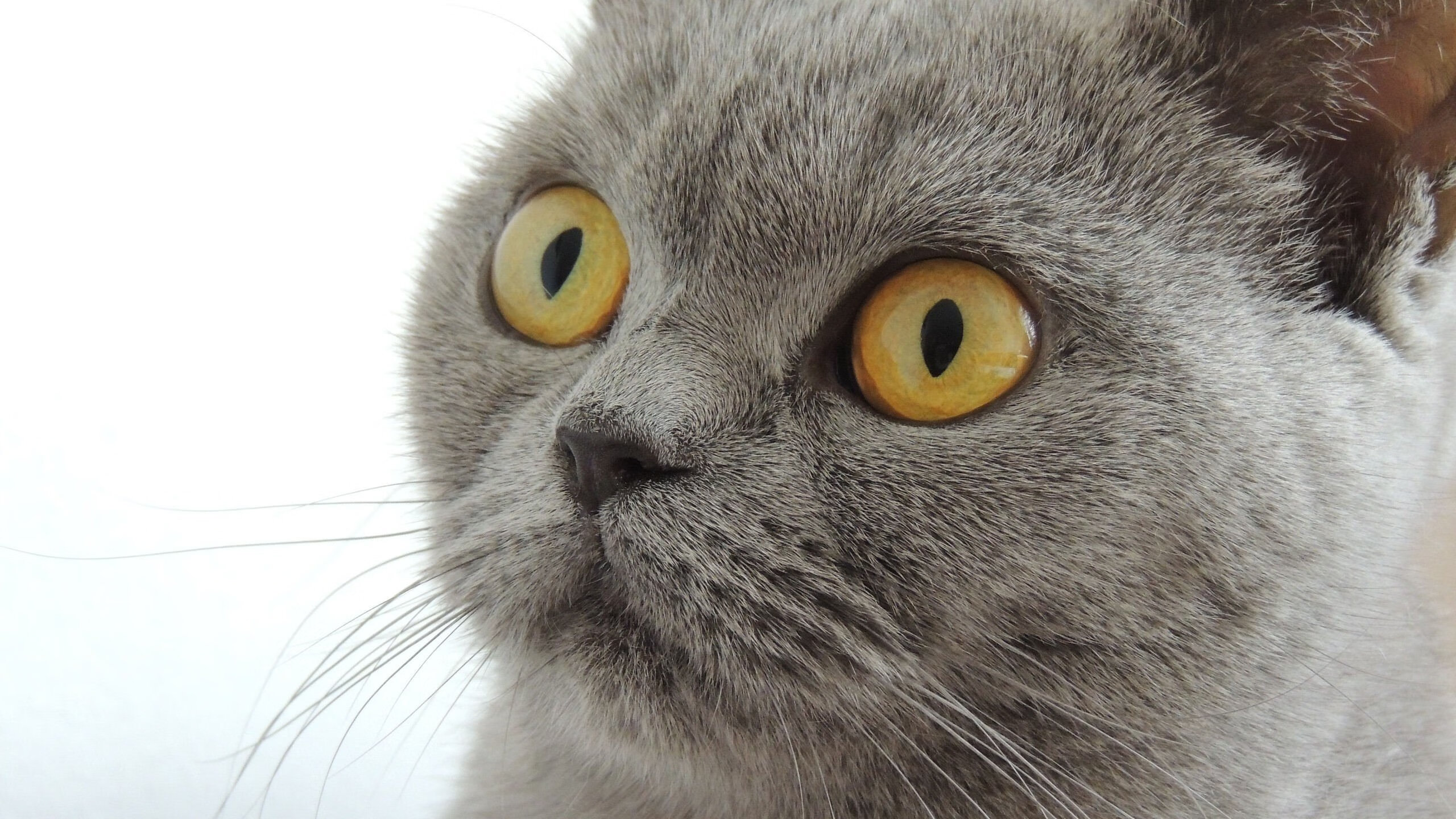 kaiyun体育app-中立B自由泳节奏控制力有进步，自由泳力量训练视频