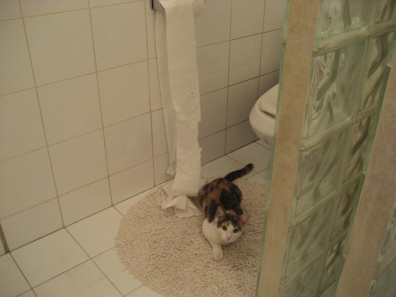 加拿大队赛制解读:如何在团体赛事中利用赛制加强团队协作,加拿大赛程500