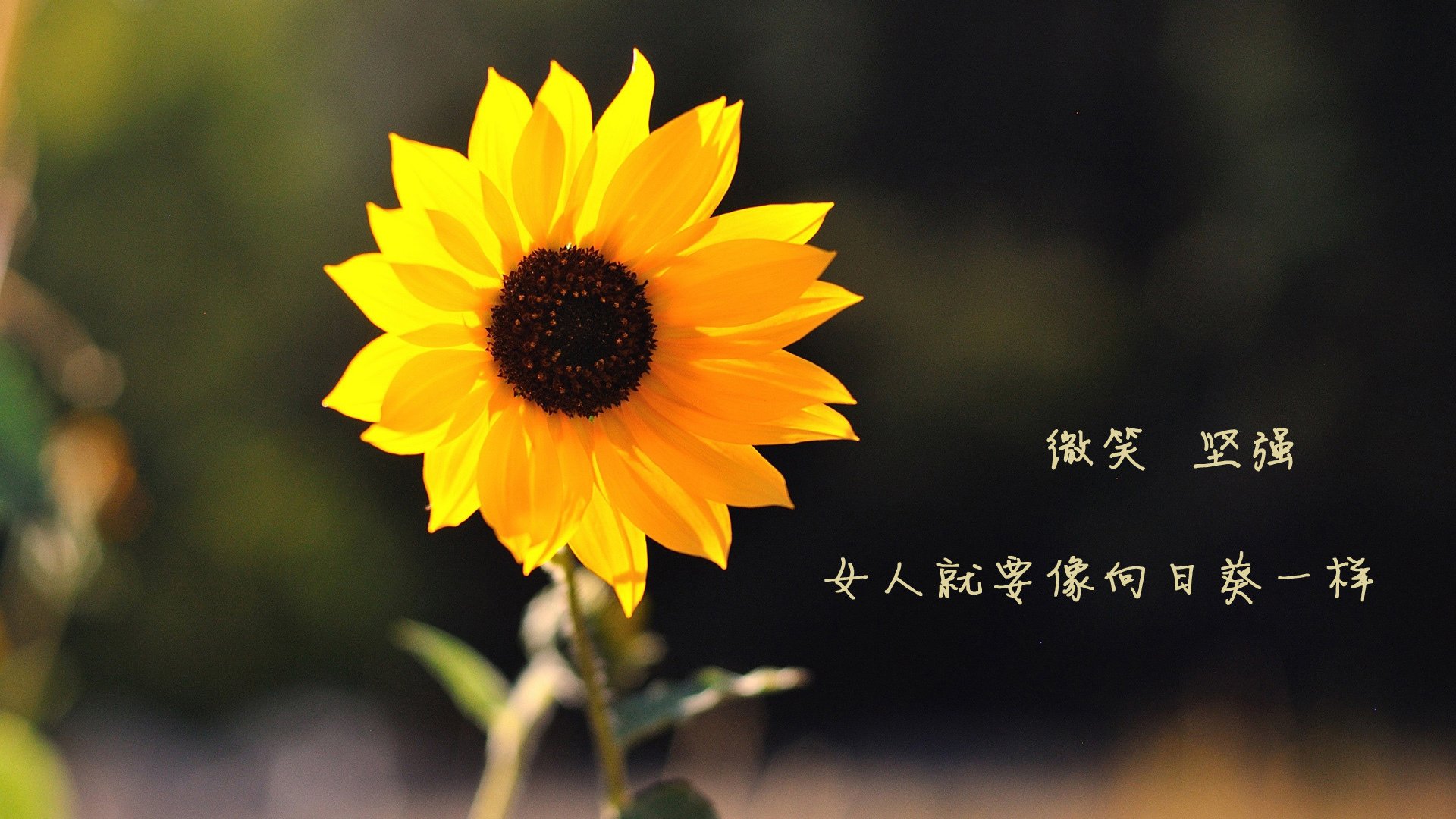 外教管理与本土文化融合挑战,外教体系