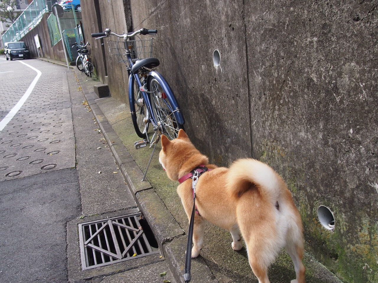 新加坡队赛制研究:团体赛中如何打破传统战术,创造新机会,新加坡队第几个出场