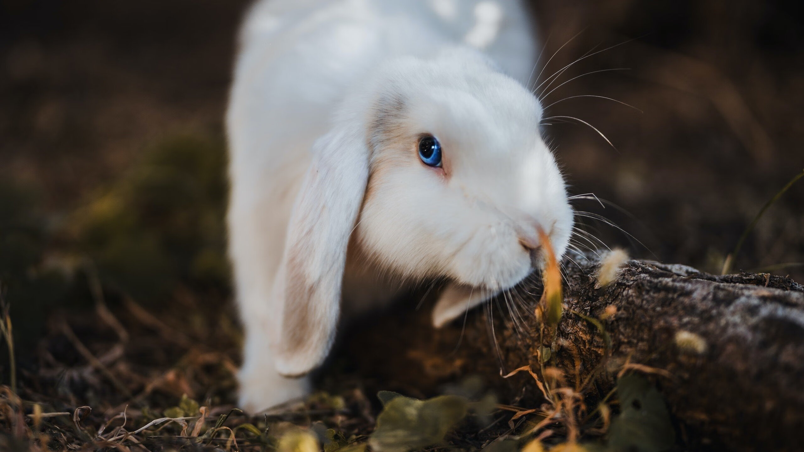 李冰洁表现稳定 成领军人物,李冰洁的主项
