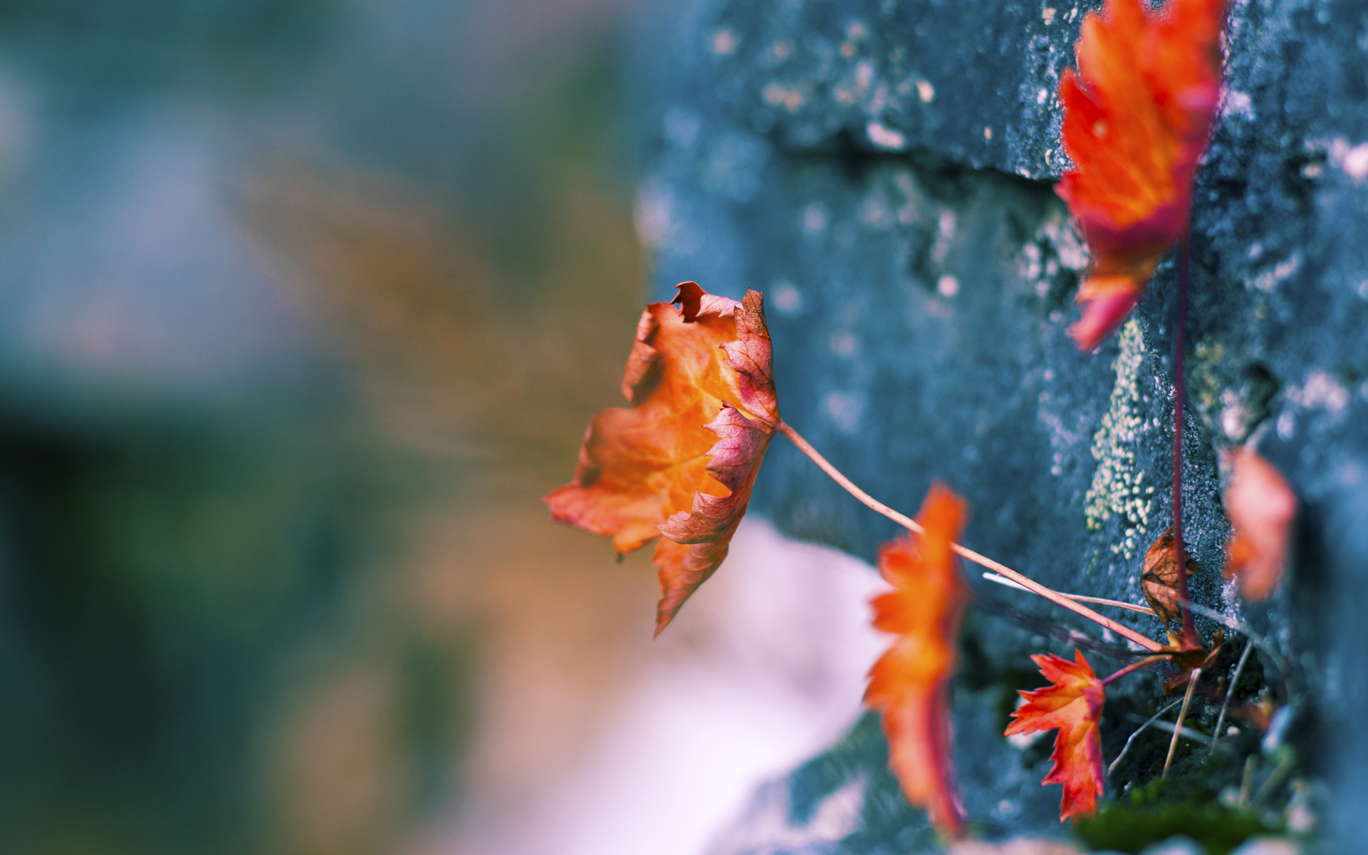 美国队赛制深度分析:团体赛制下如何调整战术应对变化,美国参赛队伍