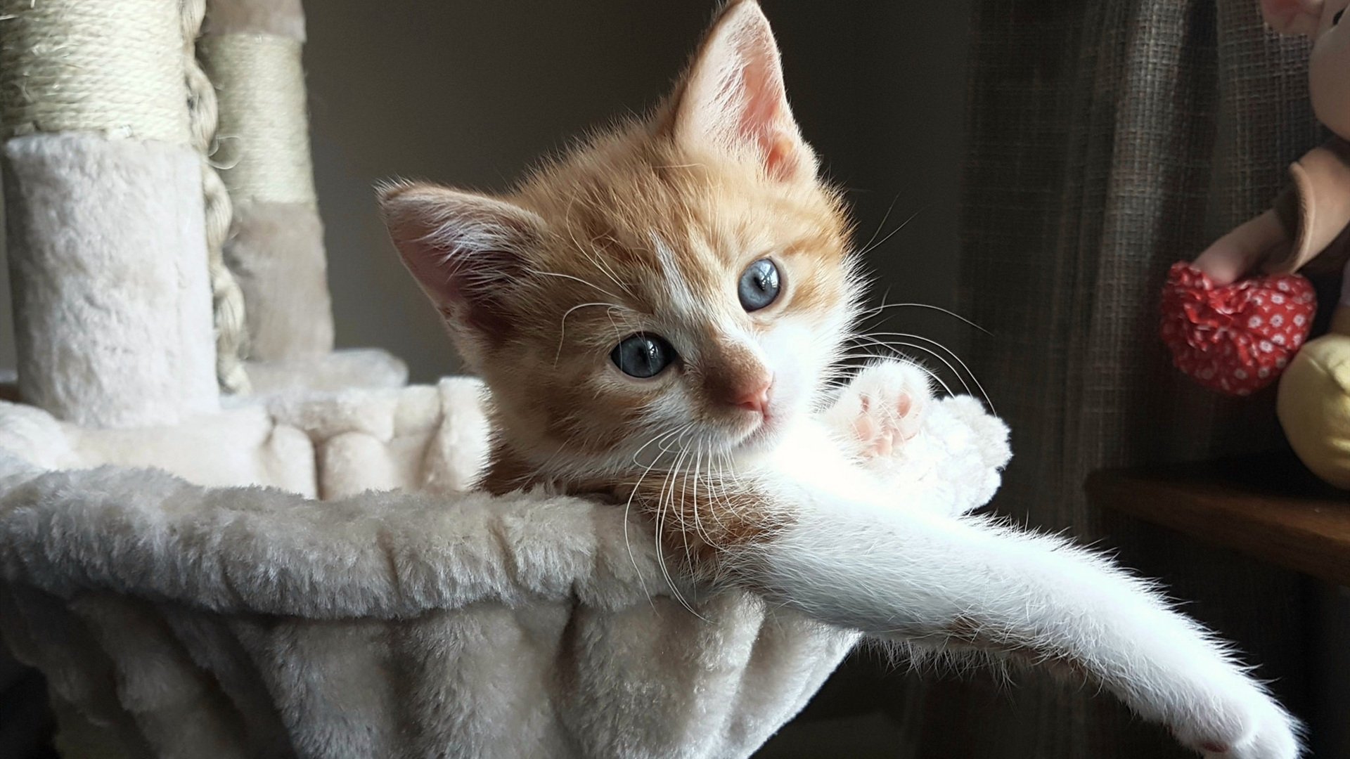 开云入口-安东·李恩：全黑队中场的“关键球员”，每次传球都创造巨大威胁