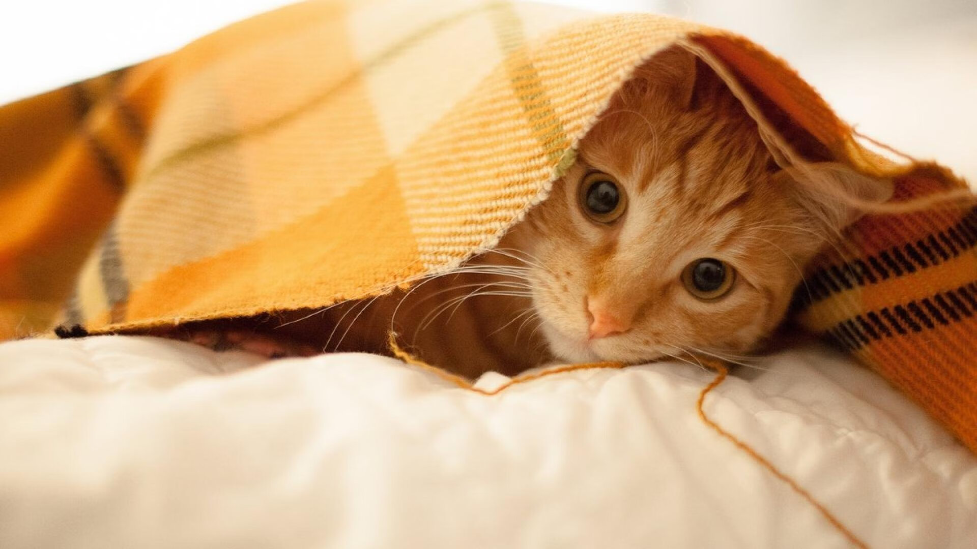 安东·李恩:全黑队中场的“关键球员”,每次传球都创造巨大威胁