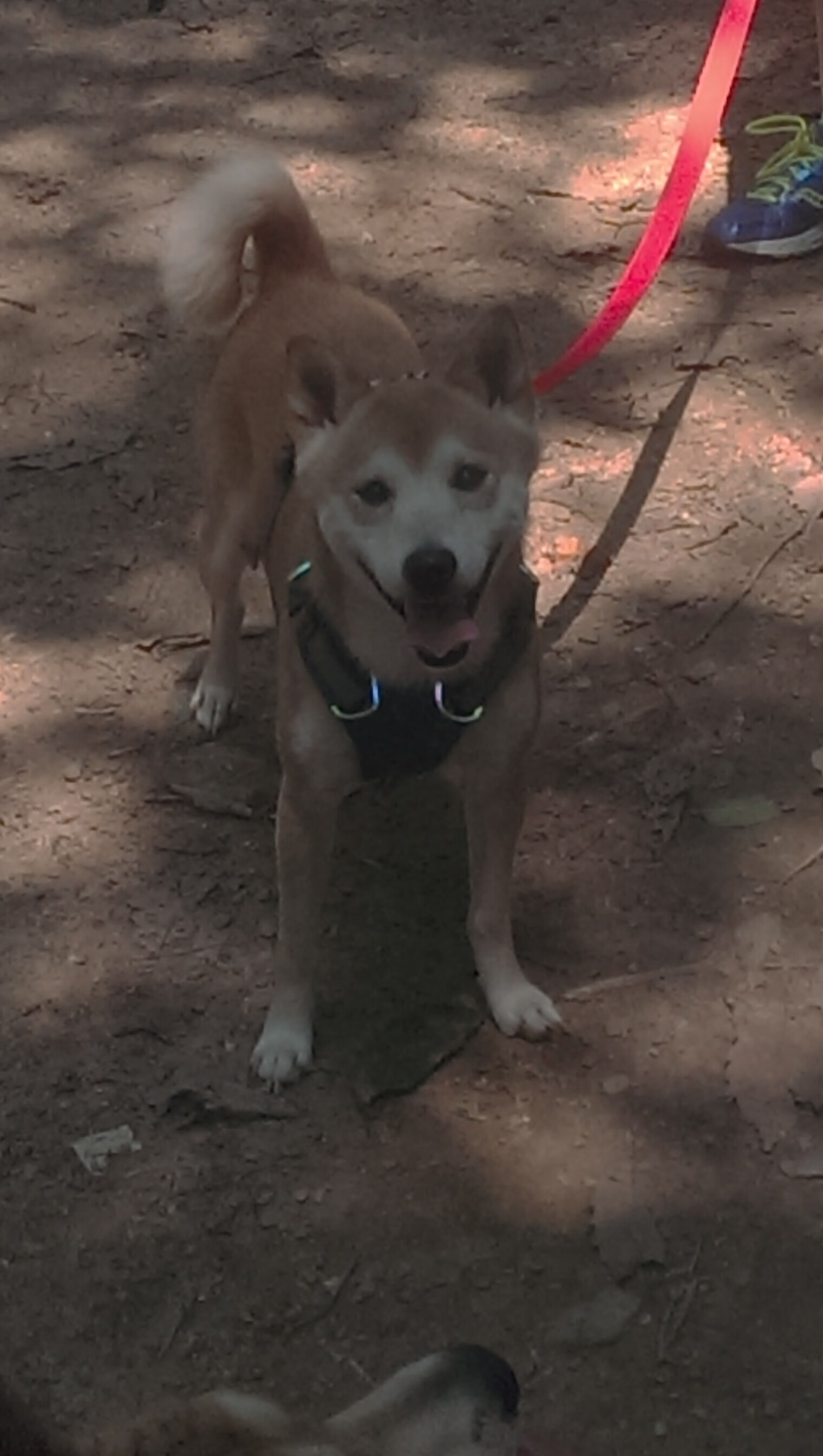 KAIYUNAPP-特色足球IP牵手主流品牌，带动多领域合作发展，足球品牌介绍