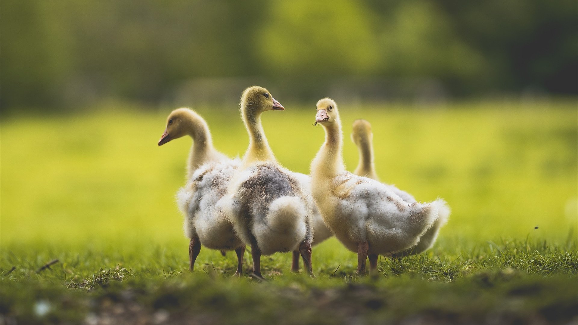 开云体育-高尔的全能型打法为袋鼠队提供多种战术选择，高尔的全能型打法为袋鼠队提供多种战术选择方法